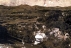 Ol�inky - Wolfschlinge
